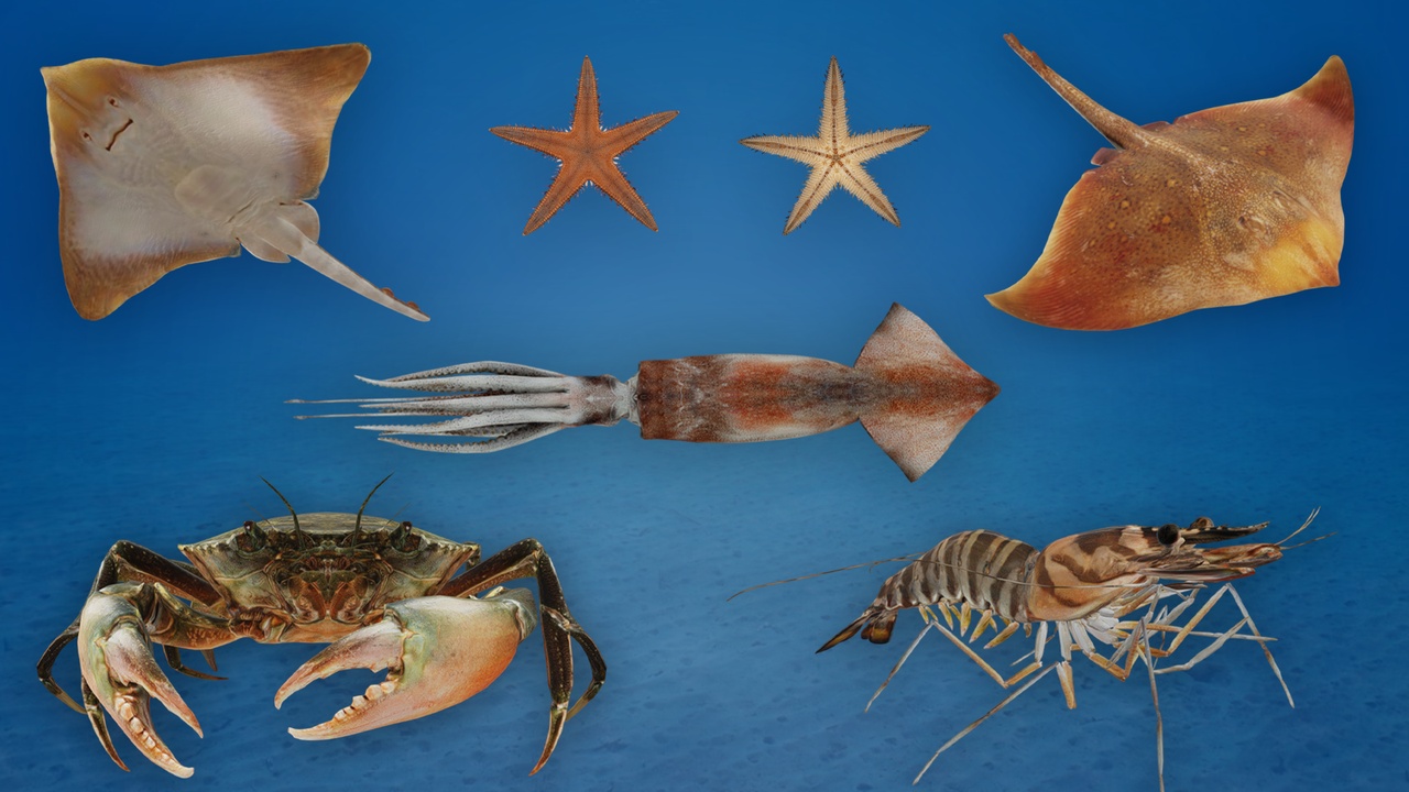 Ocean Animals Pack | Fab