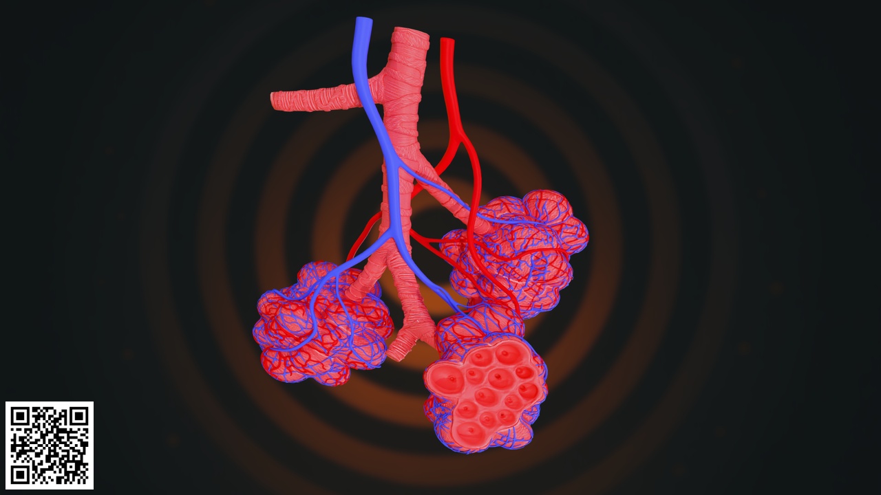 Media 1 for listing Human Pulmonary Alveoli Anatomy