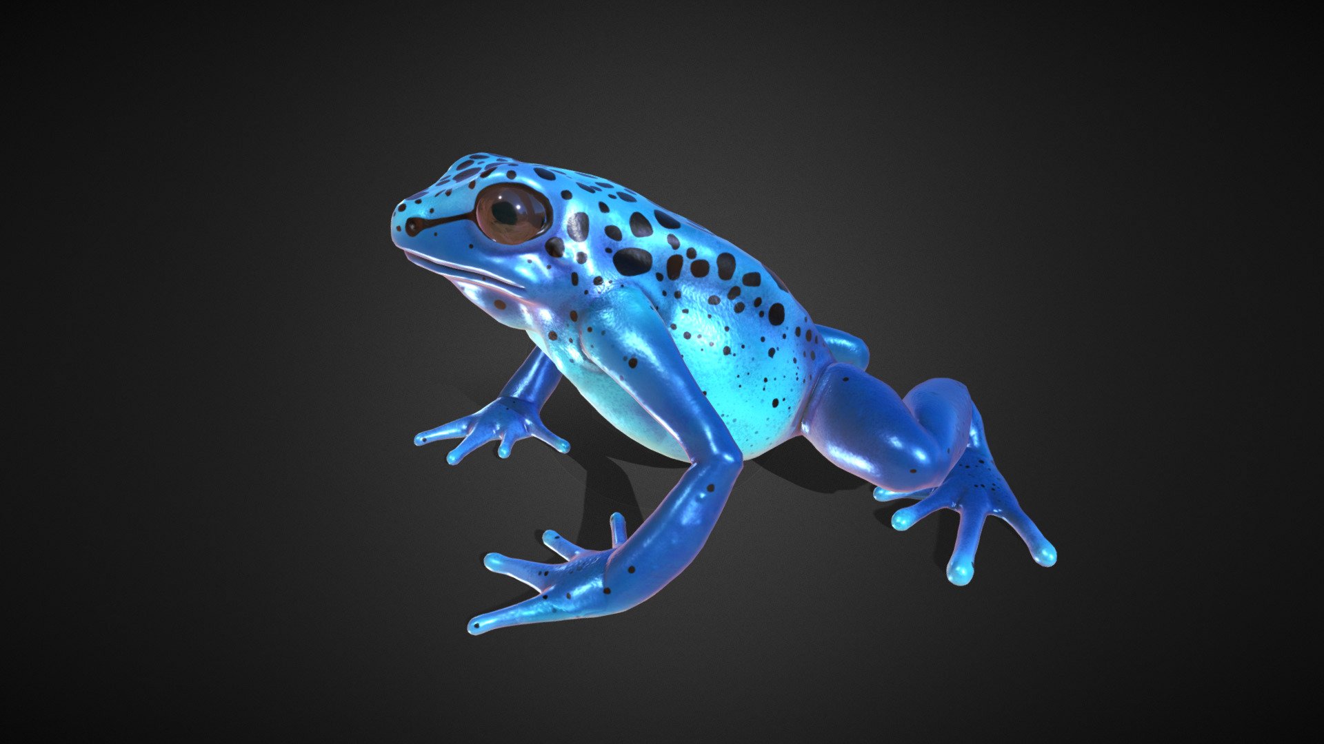 Blue Poison Dart Frog 3D, PBR Low poly | Fab