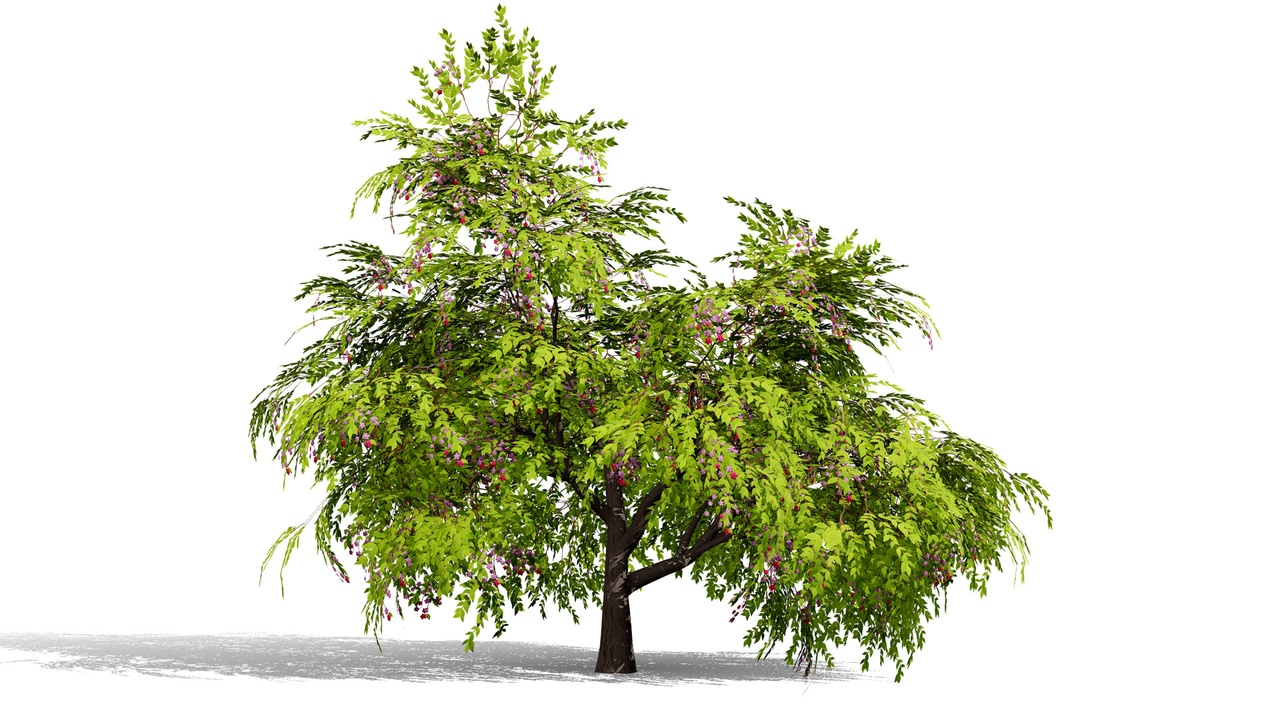 Media 1 for listing North American Stone Fruits Trees