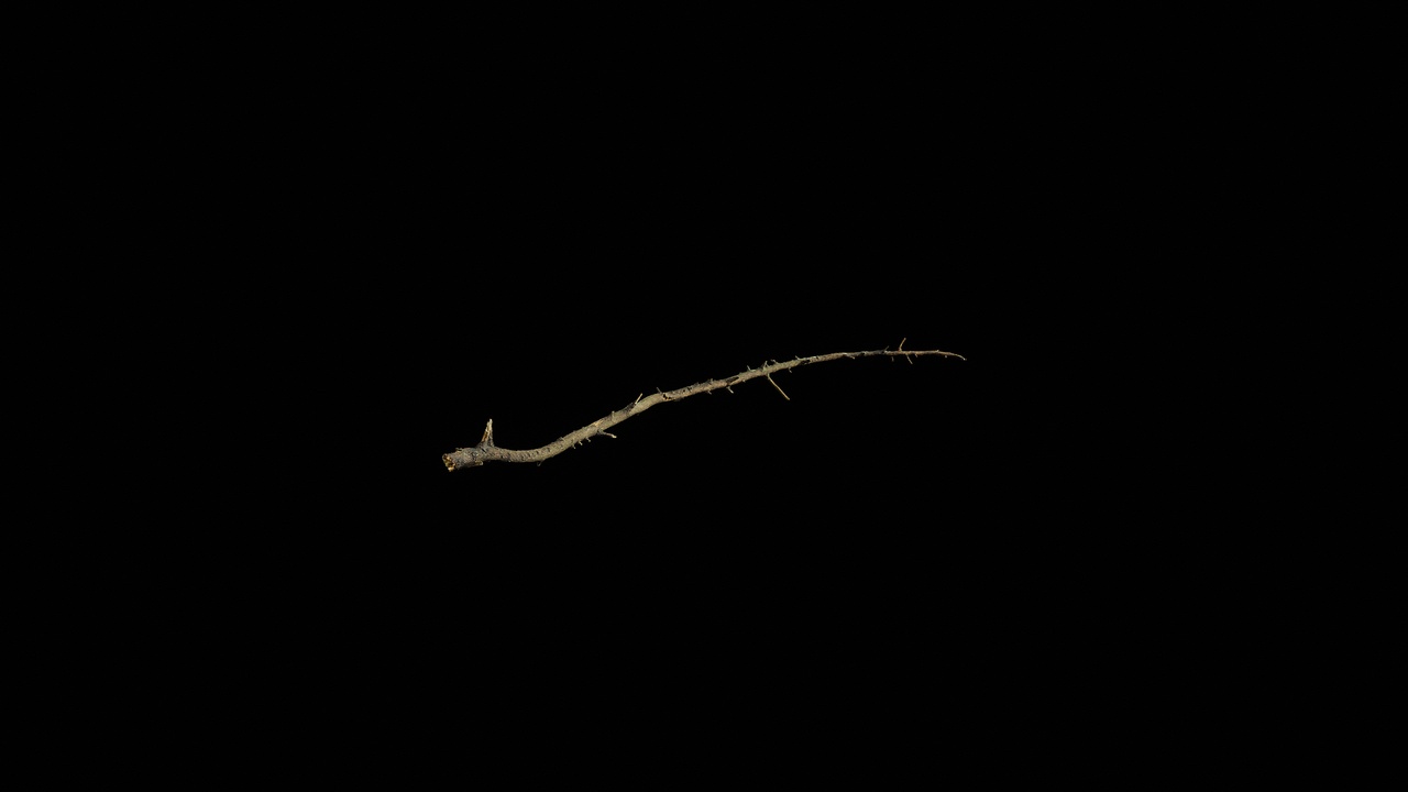 Media 1 for listing AD Cupressus funebris Branch 02