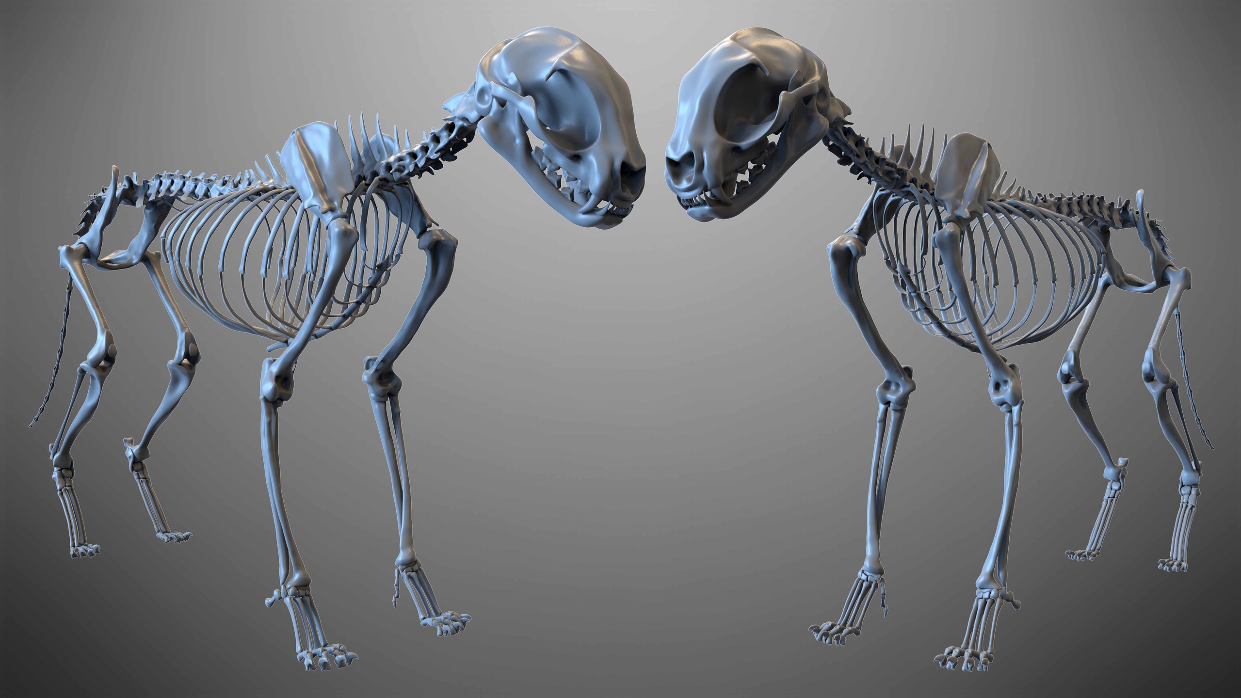 Media 1 for listing Cat Skeleton 3D Model