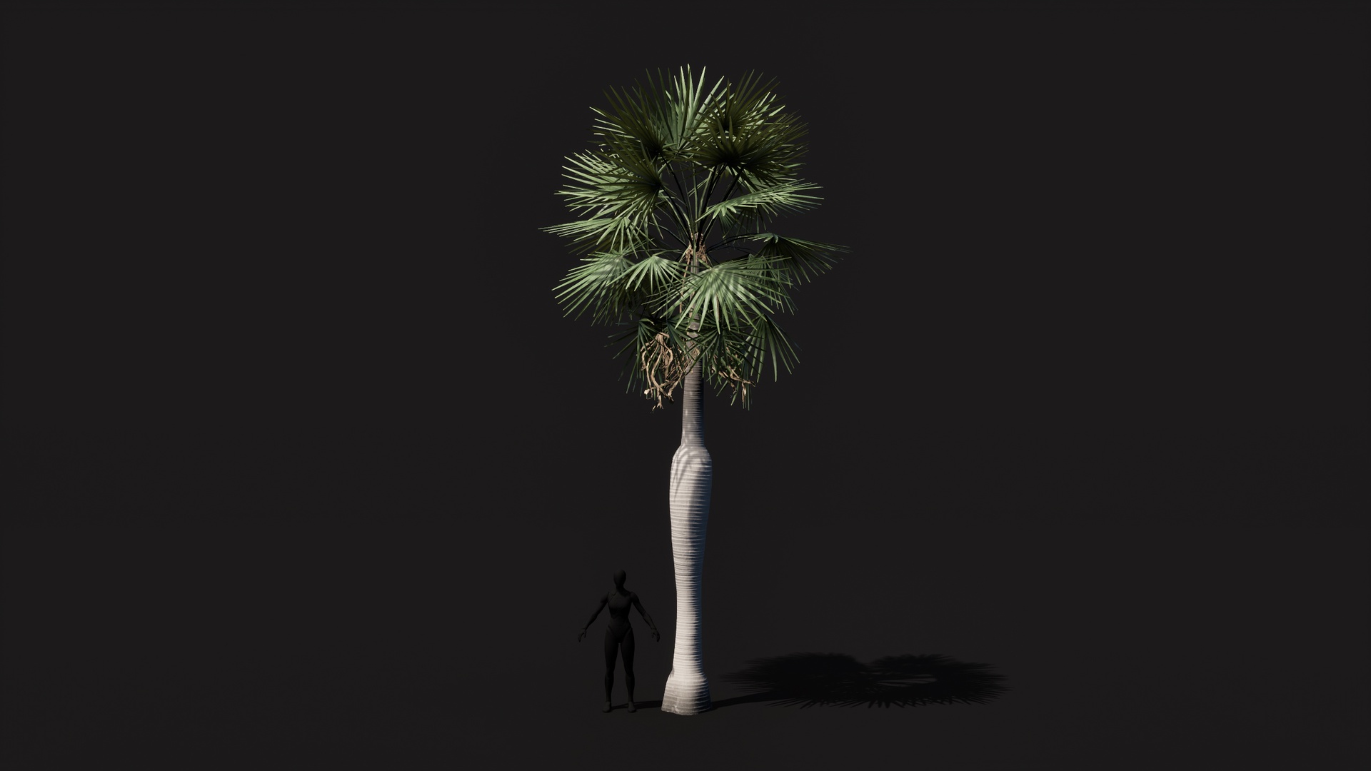 Coccothrinax Spissa Palm low poly game ready 제품 등록을 위한 미디어 1개
