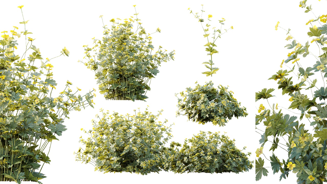 Media 1 for listing AV Plant Bush Tormentil Potentilla Erecta 02