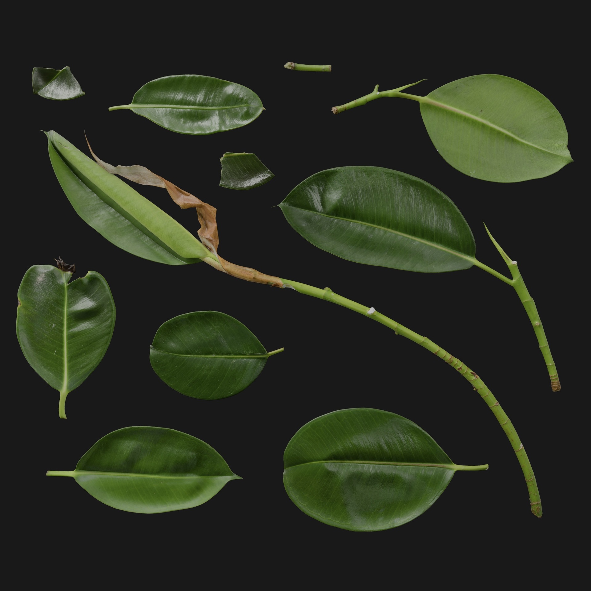 Media 1 for listing Ficus Elastica 03