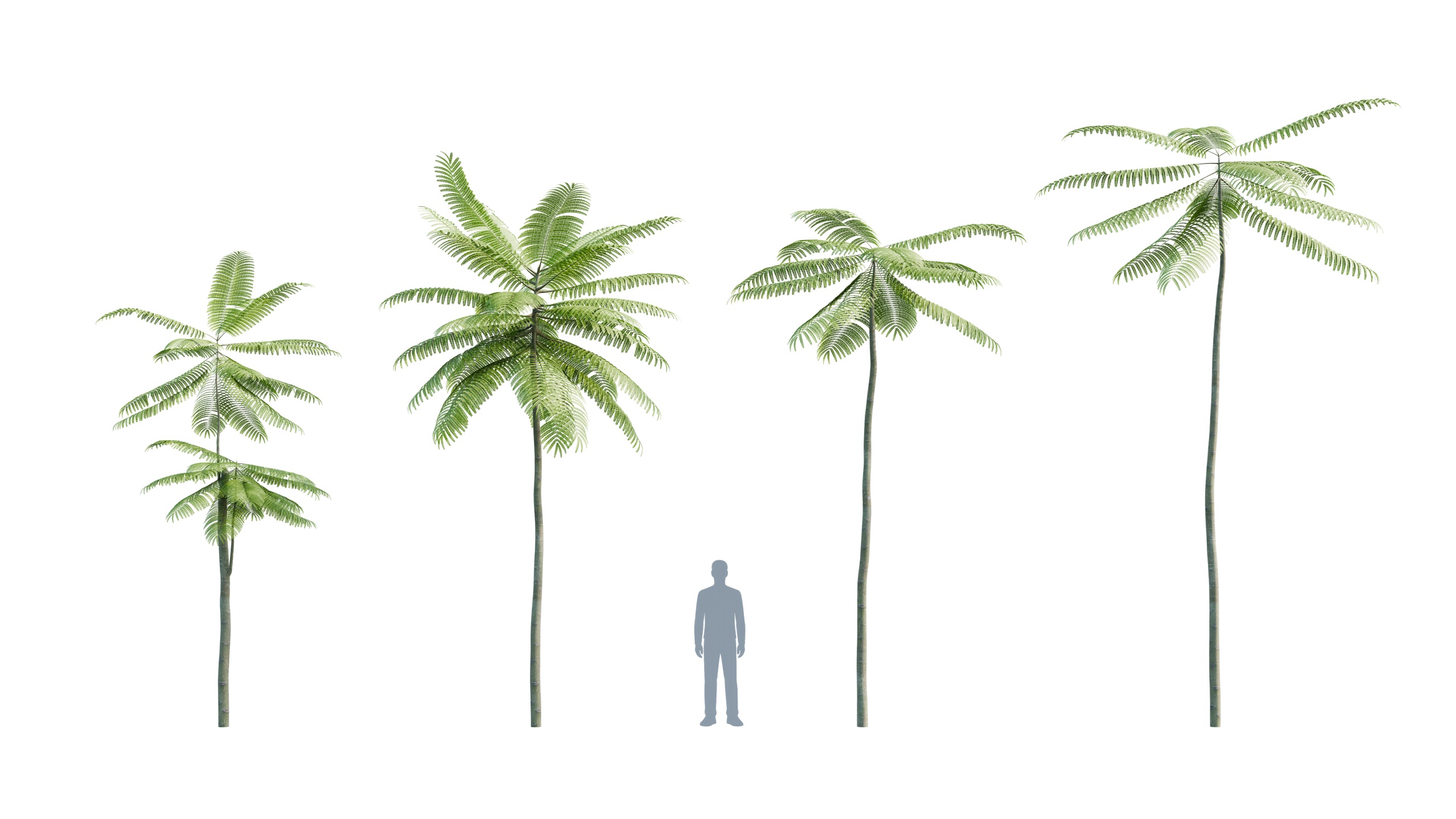Media 1 for listing Schizolobium parahyba - pakis brazil - 3d model pack