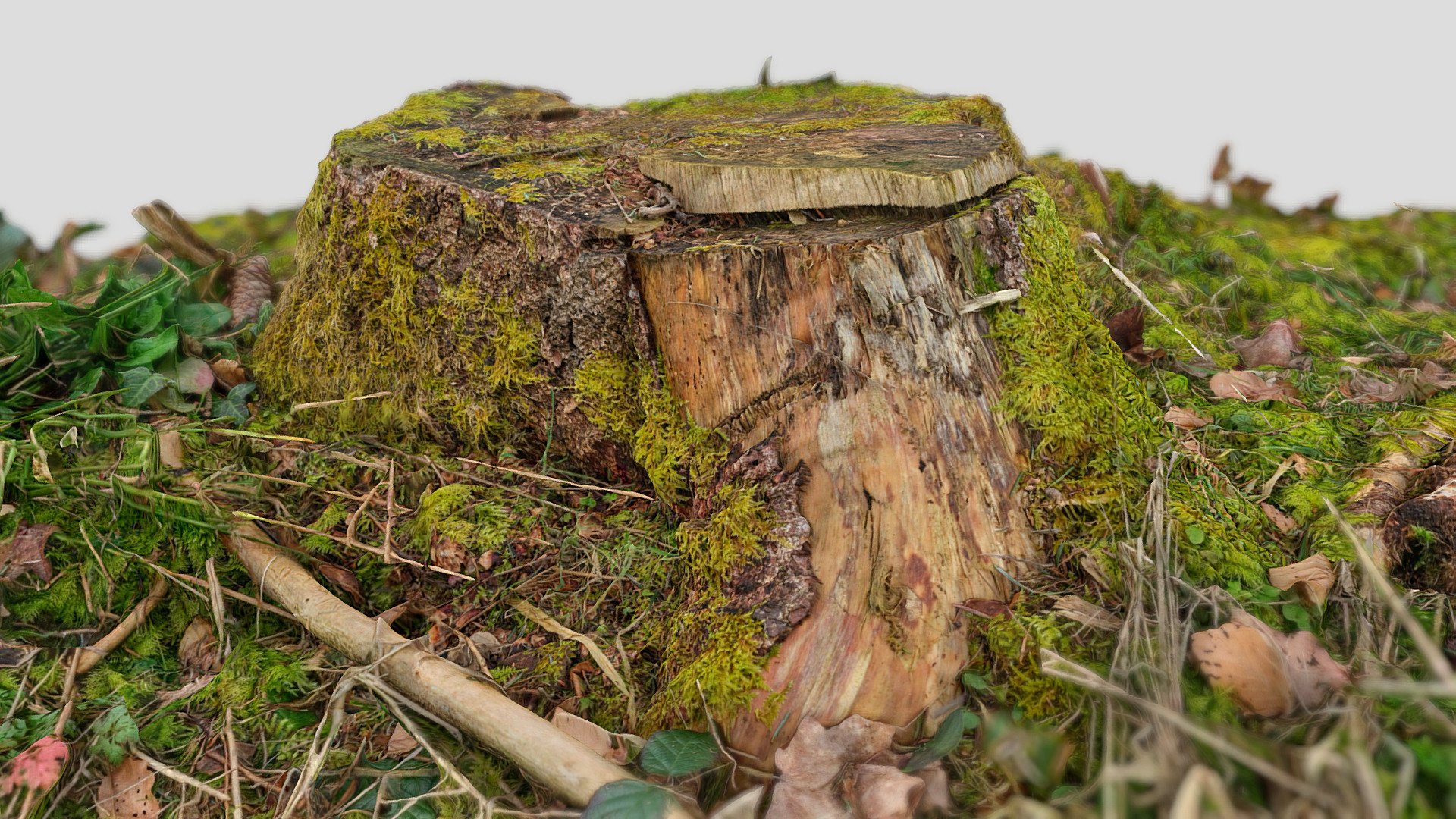 Tree stump scan 8k 029 | Fab
