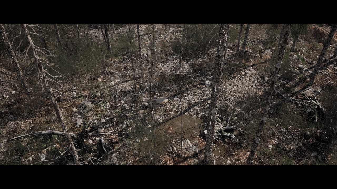Media 1 for listing TopDown Forest