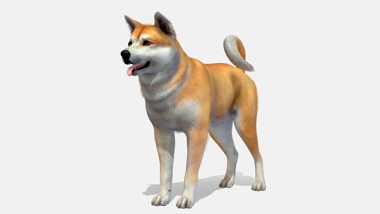 Media 1 for listing Dog - Akita Inu