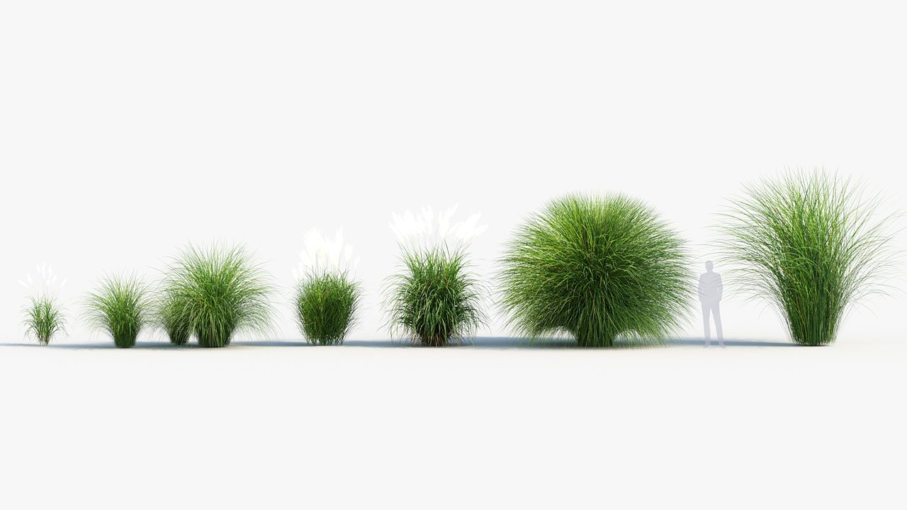 Media 1 for listing Miscanthus sinensis