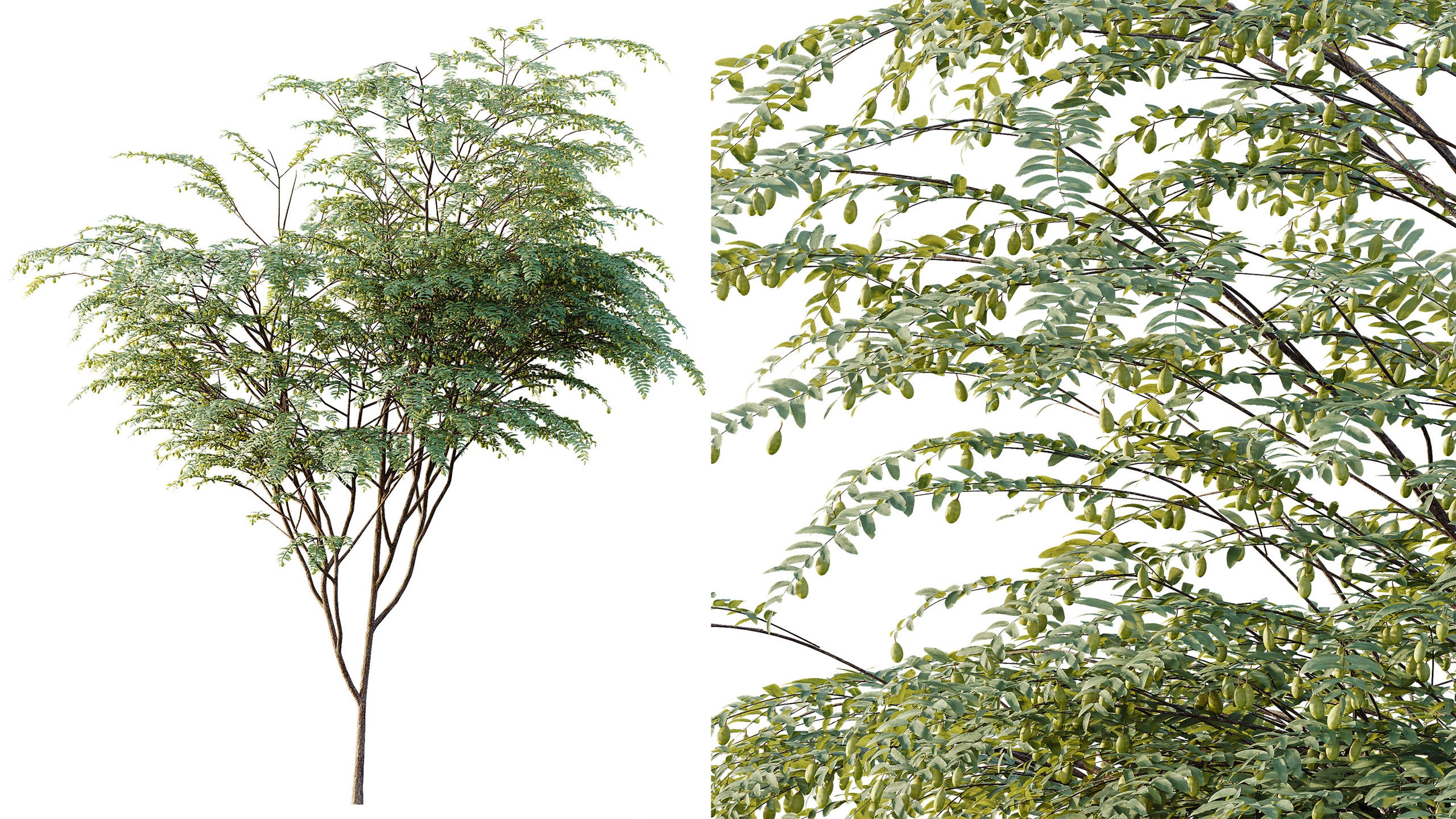 Media 1 for listing AV Plant Ziziphus Jujuba Chinesische Dattel Fruit Tree 01