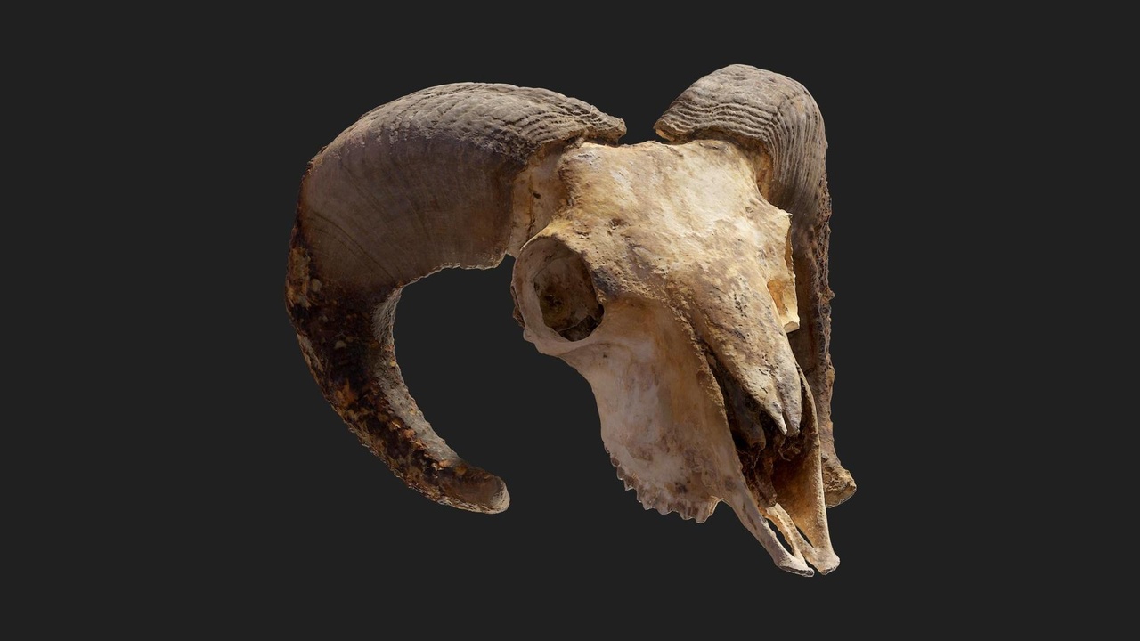 Media 1 for listing Ram Skull