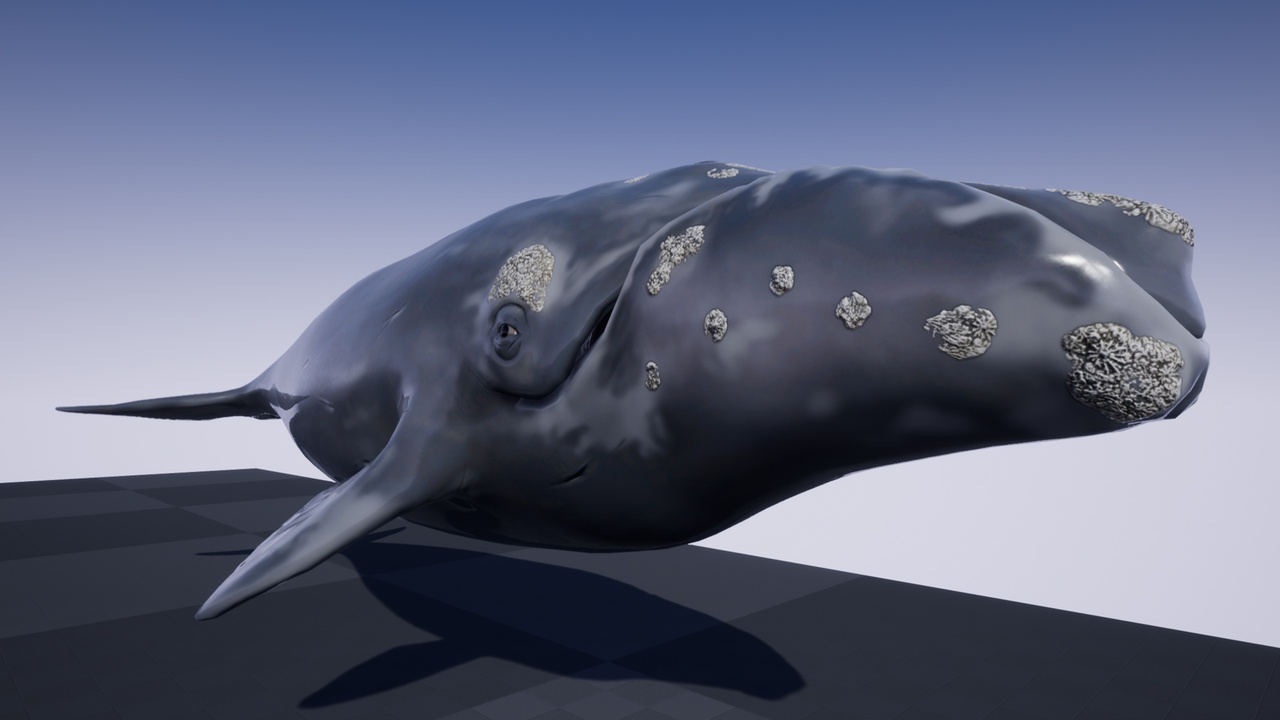 Media 1 for listing OCEAN LIFE: RIGHT WHALE