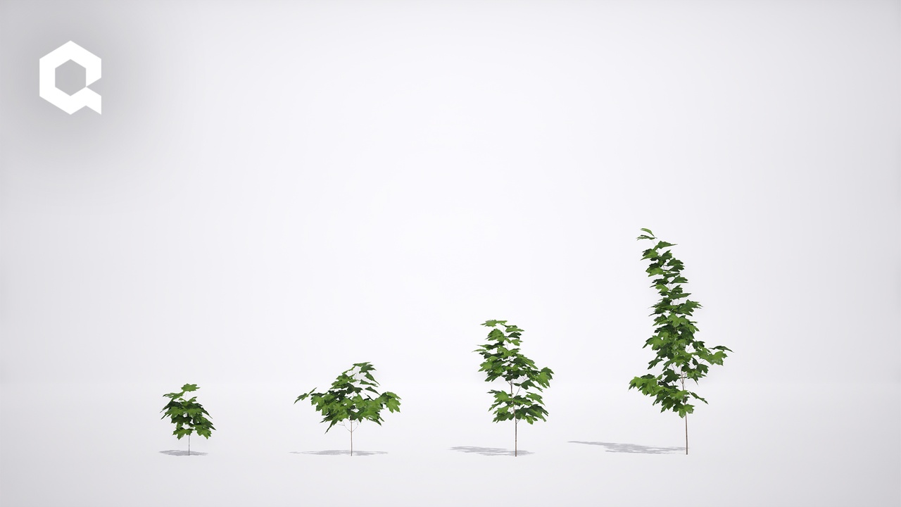 Media 1 for listing Megaplants: Norway Maple Saplings