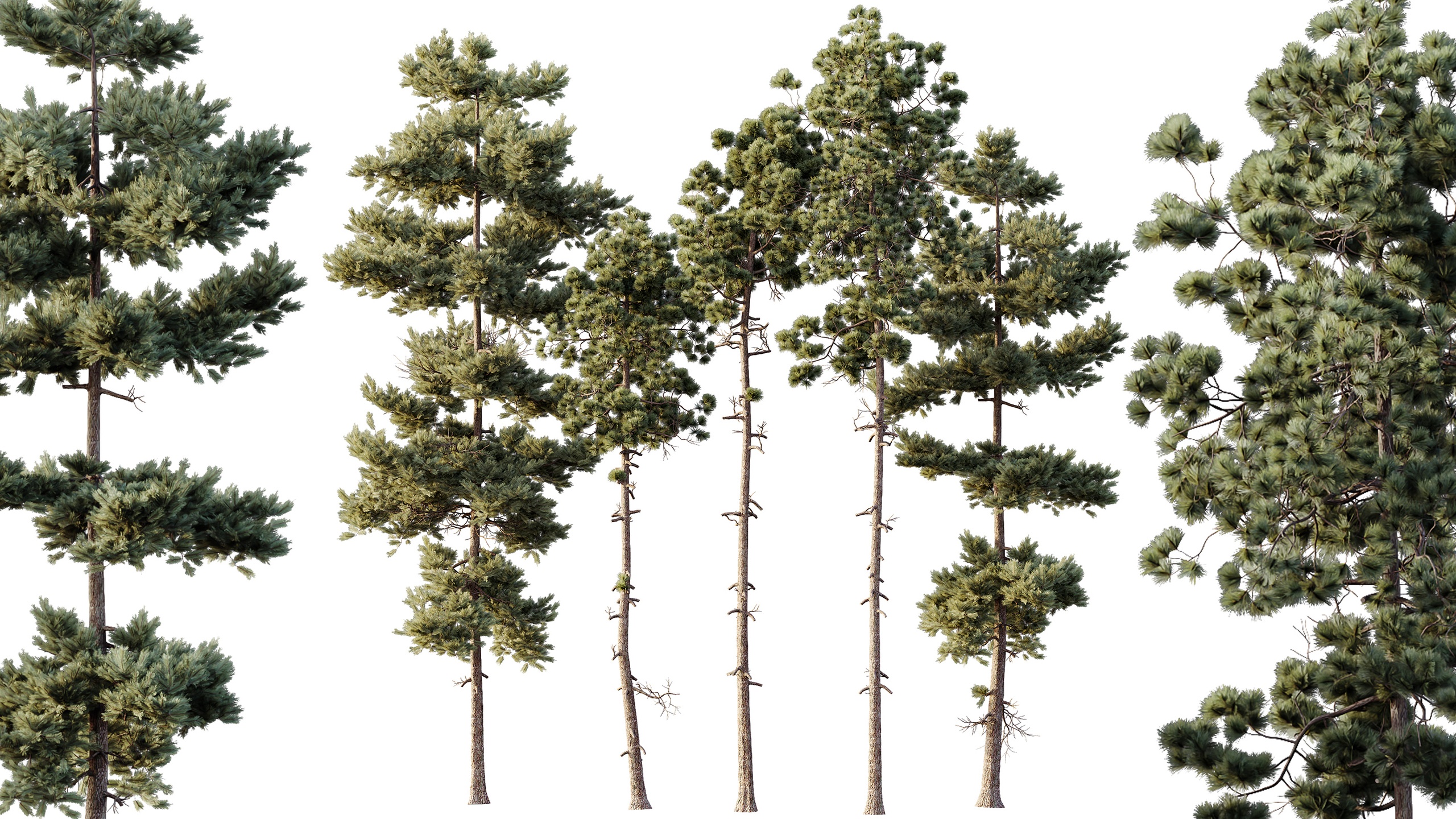 Media 1 for listing AV Pinus Engelmannii and Pinus Echinata trees