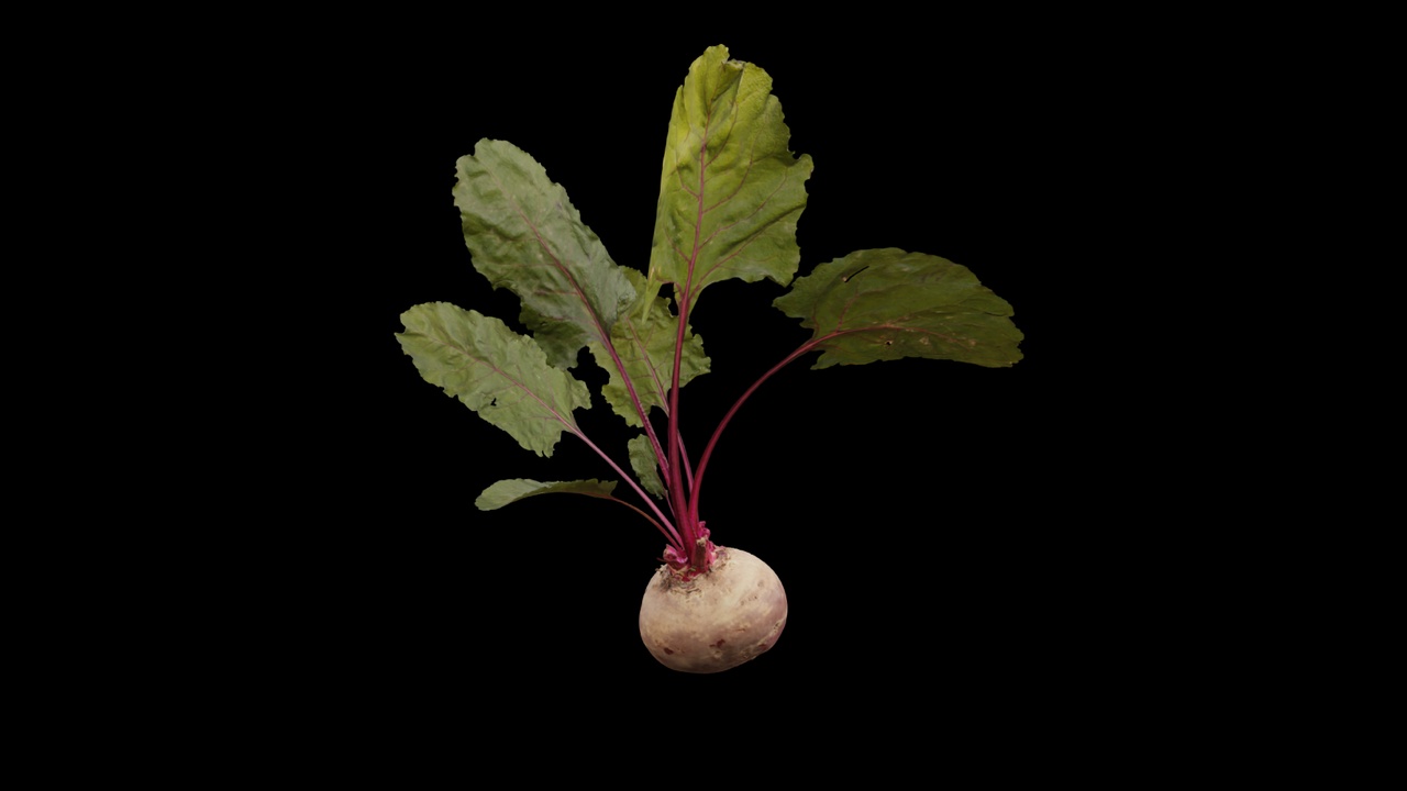 商品 Beet 的媒体 1