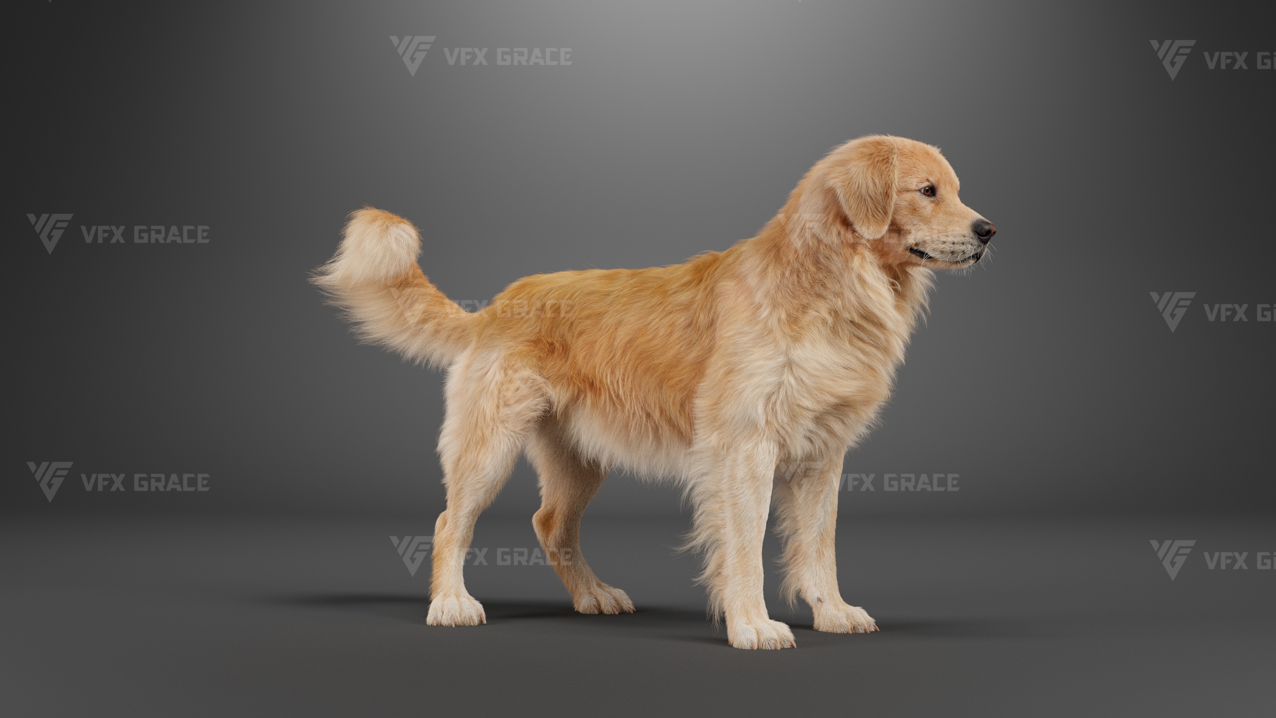 Media 1 for listing Photorealistic Golden Retriever – Rigged 3D Model with Fur and Animations