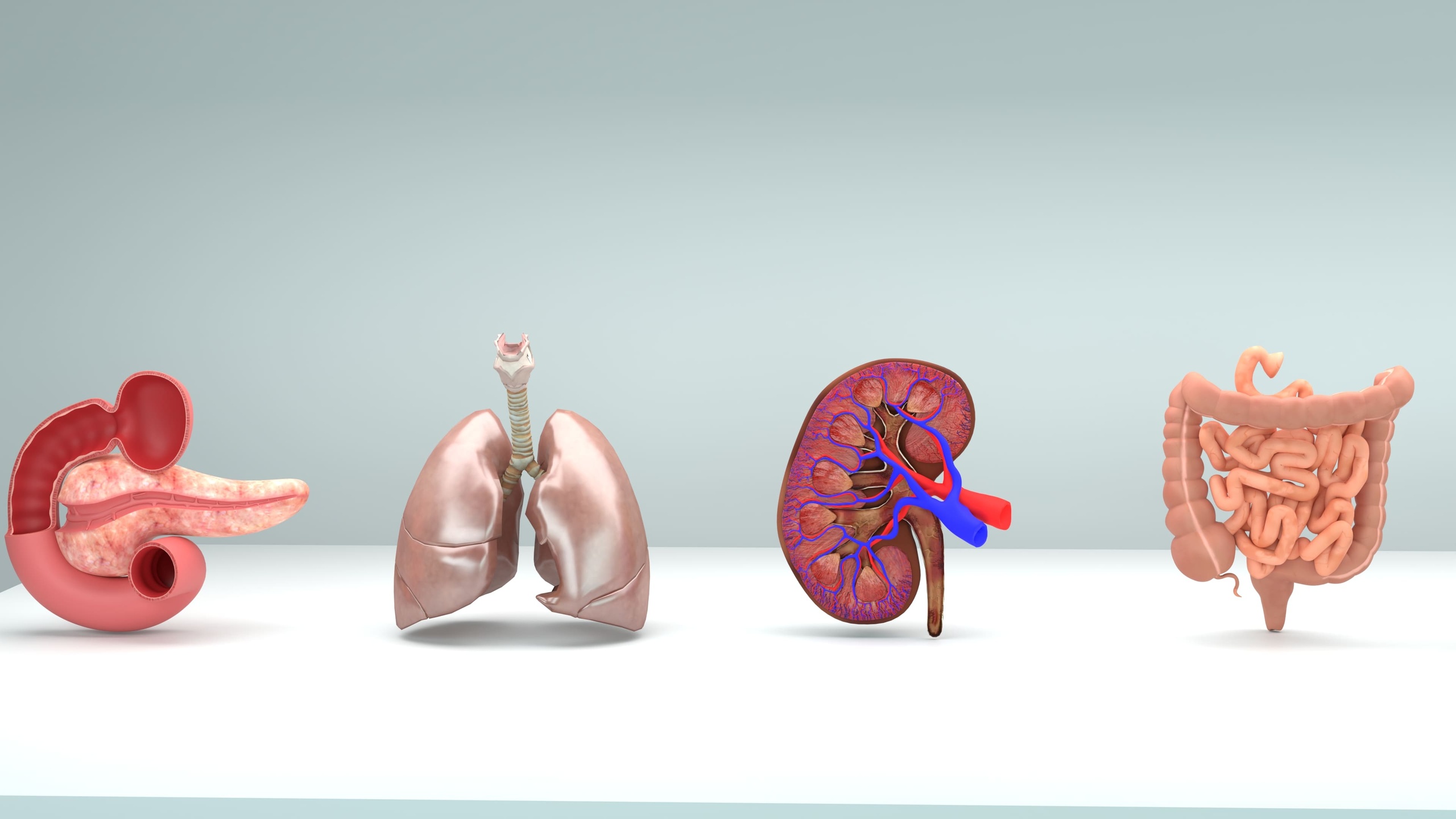 Media 1 for listing Body Organs Pack