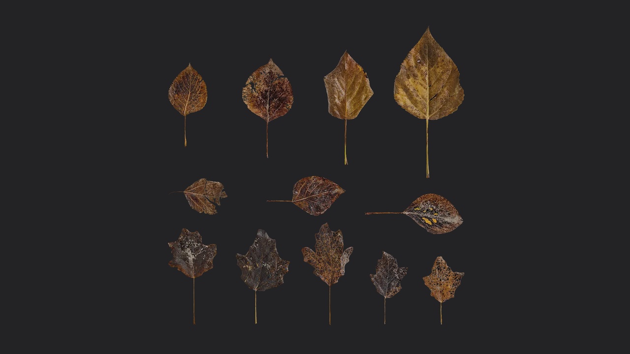 Media 1 for listing AD Populus Leaf 11