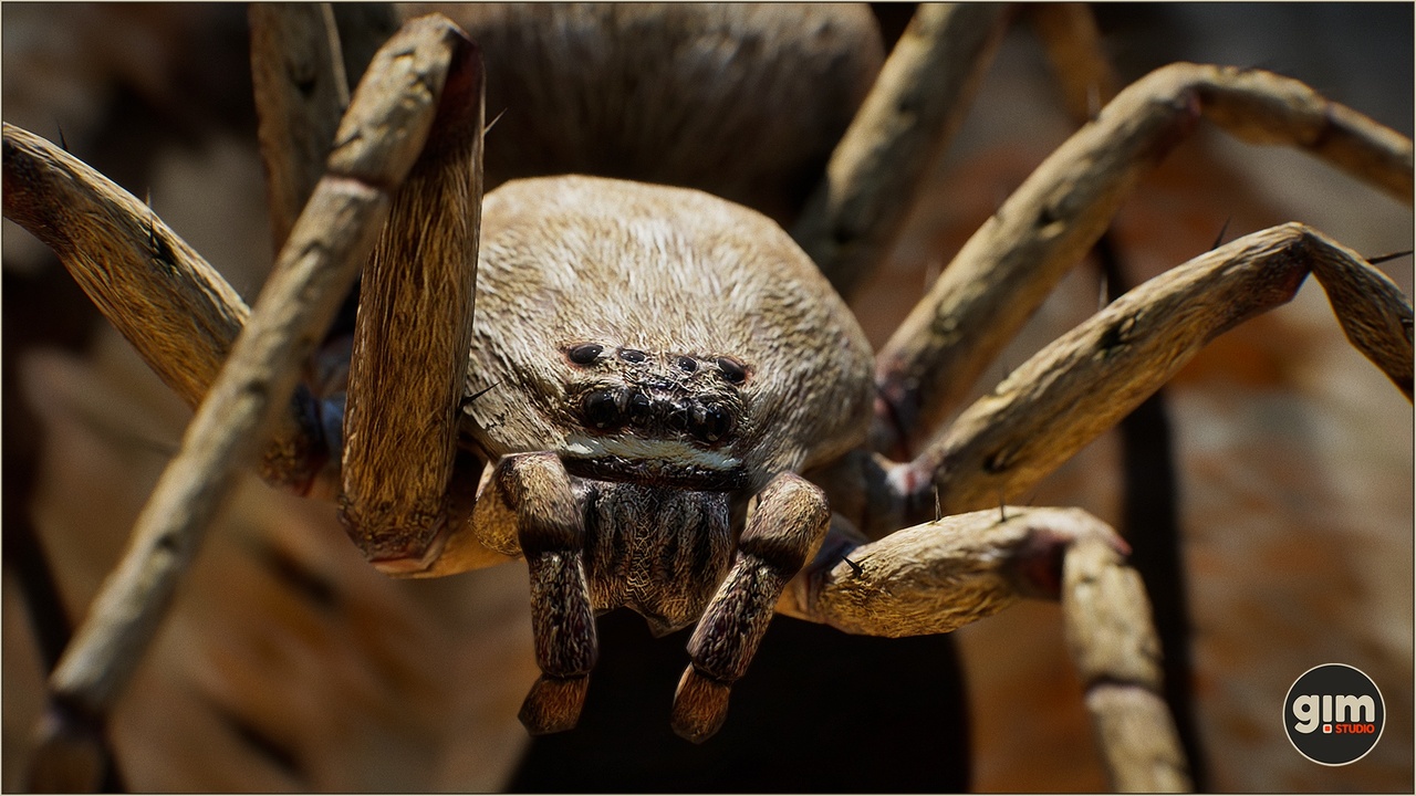 Media 1 for listing Animalia - Spider