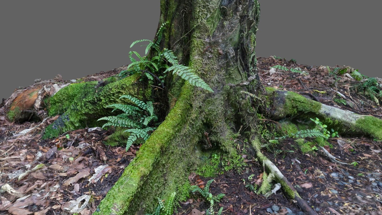 Media 1 for listing Tree with moss and ferns