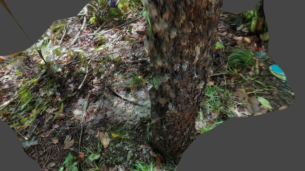File multimediali per l'articolo Dream Fuel | Tree Clear Honeydew or Gummosis: 1