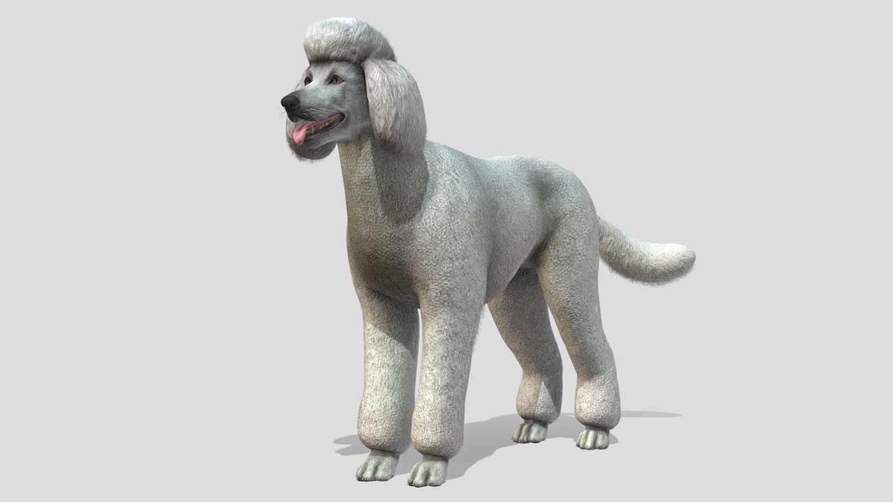 Media 1 for listing Dog - Poodle