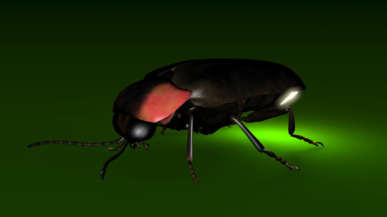 Media 1 for listing Firefly
