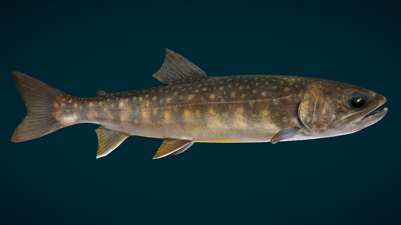 Media 1 for listing Lake Trout Fish Animated