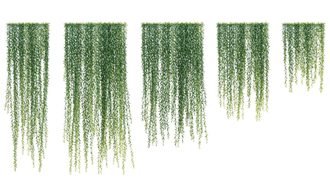 Media 1 for listing Vernonia Elliptica | Curtain creeper