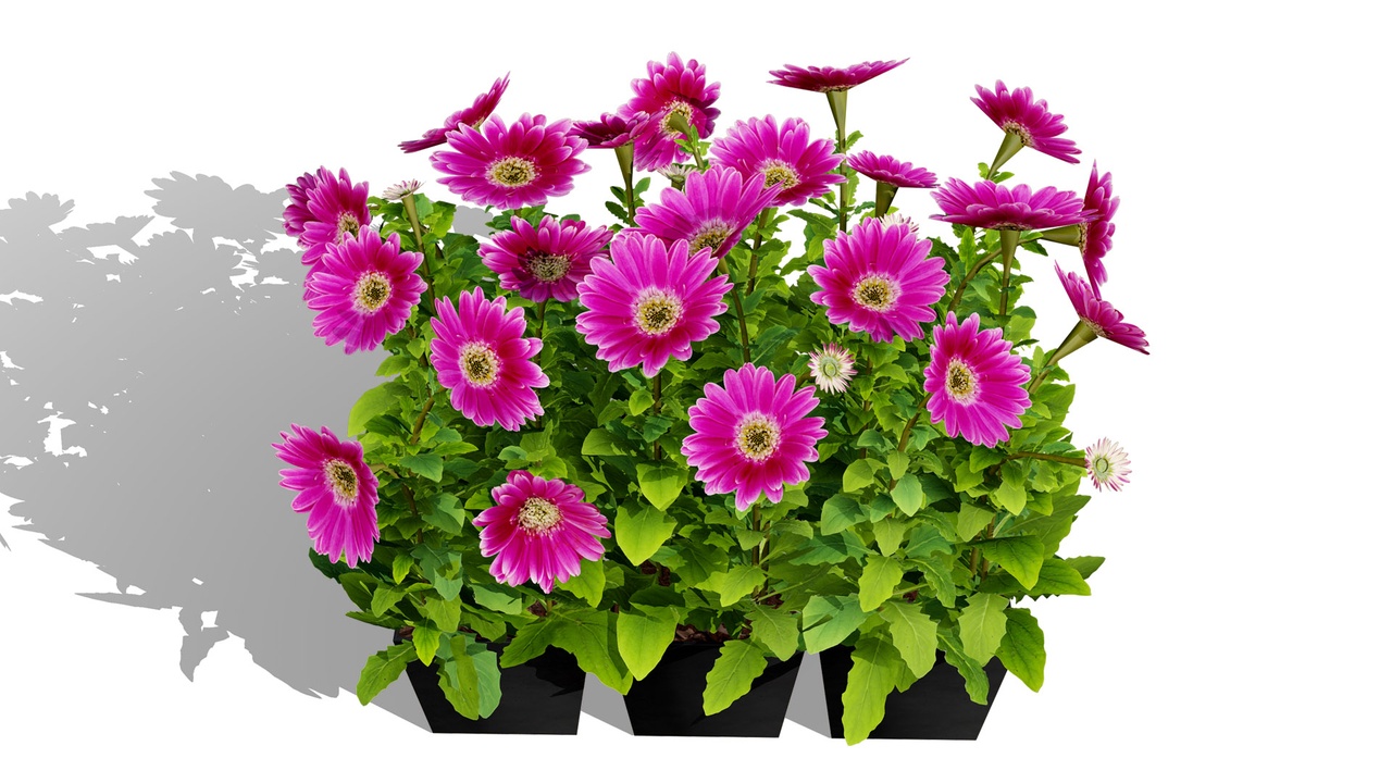 Media 1 for listing South African Osteospermum Flowers 3D Model