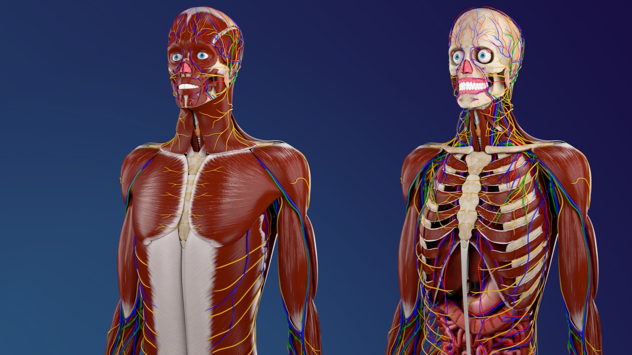 Media 1 for listing Complete Male Anatomy (3D Model)