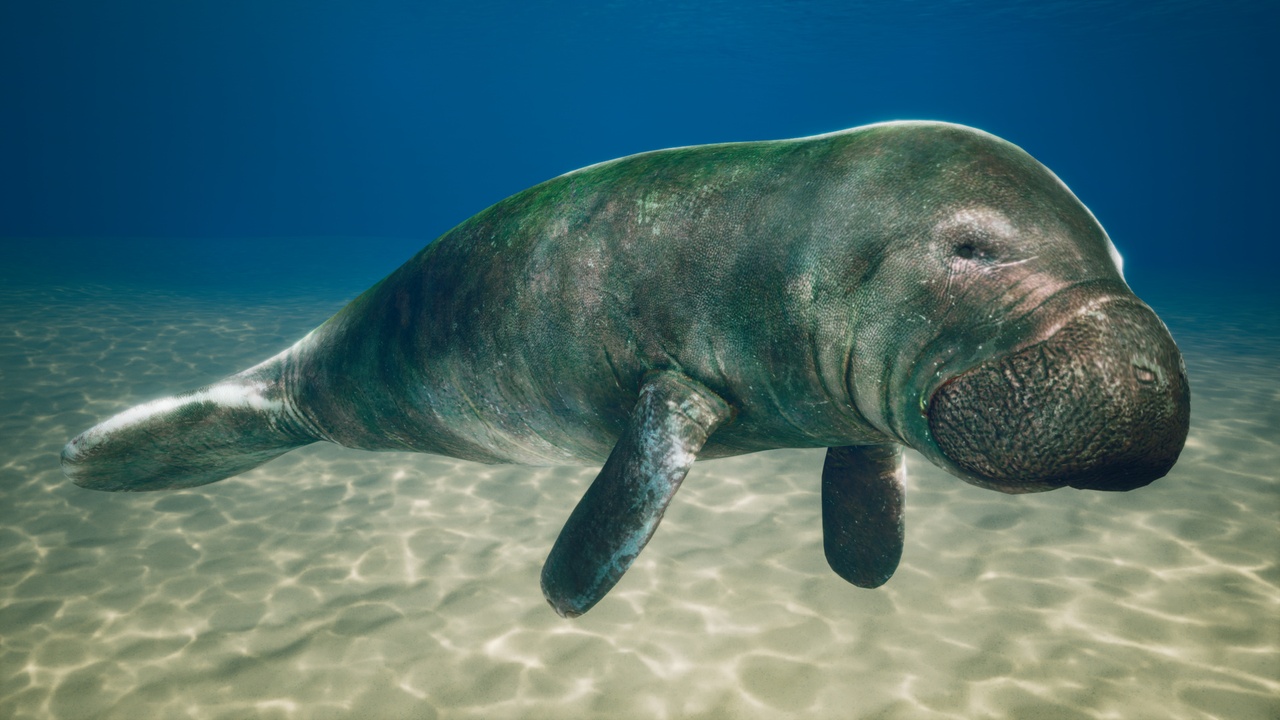 Медиа 1 для объявления Manatee