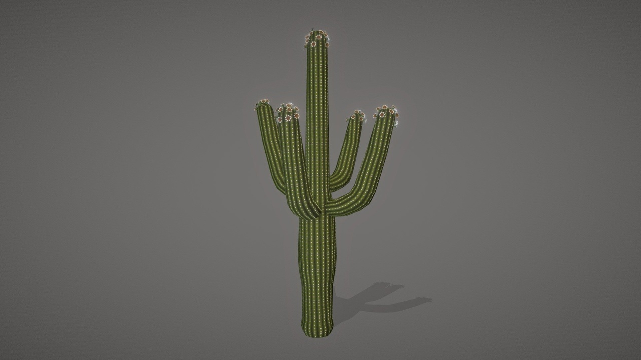 Media 1 for listing Saguaro Cactus (Carnegiea gigantea) (Flowering)