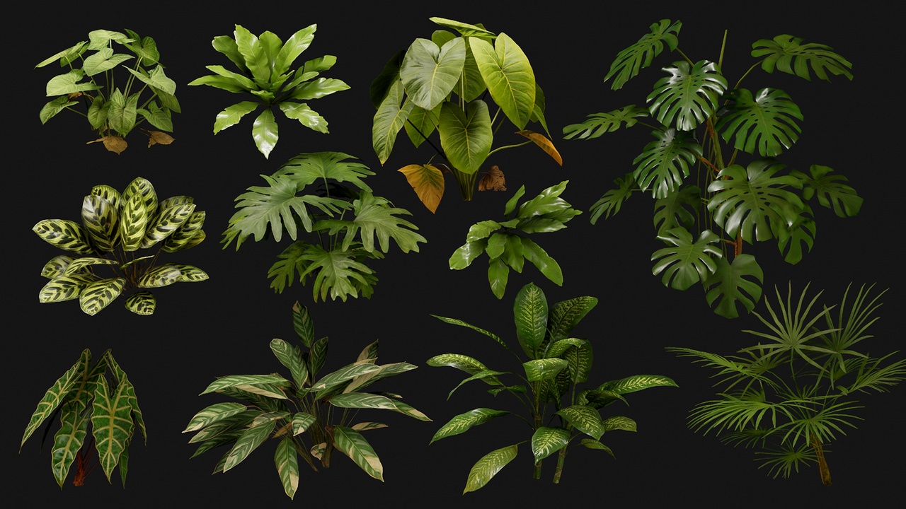 Media 1 for listing Tropical Plants Package