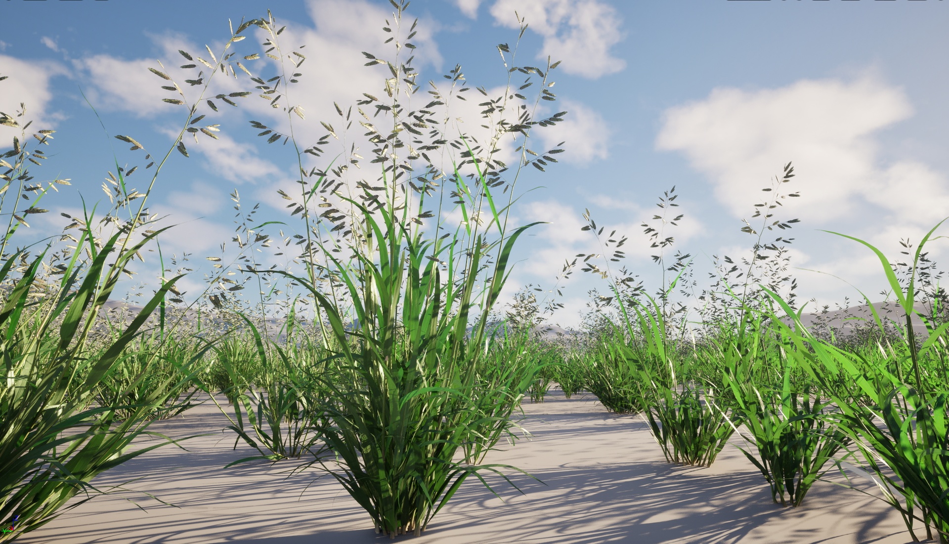 Media 1 for listing Nanite Wind Grass - Eragrostis cilianensis – Stink Grass
