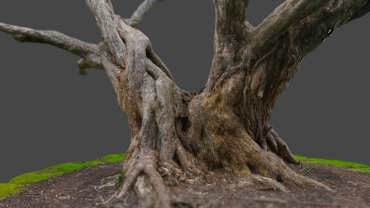 Media 1 for listing Pohutukawa tree 5