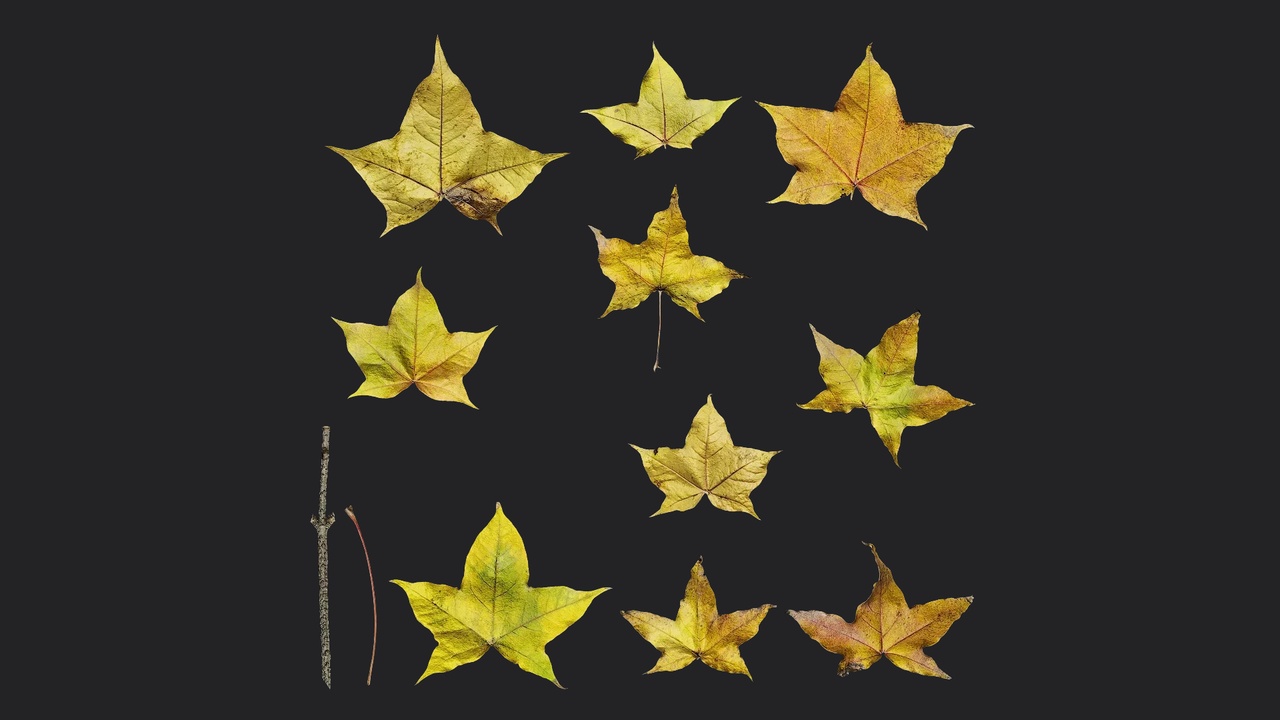 Media 1 for listing Acer cappadocicum Leaf 04