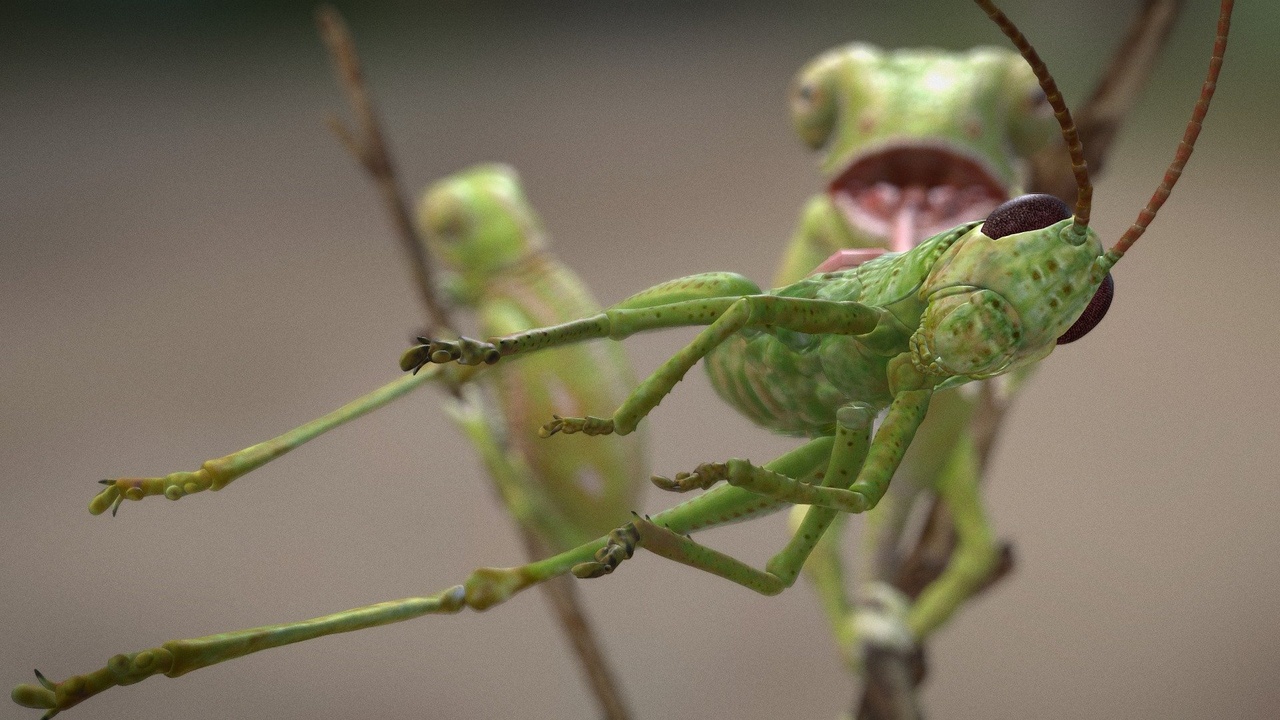 Media 1 for listing Young veiled chameleon