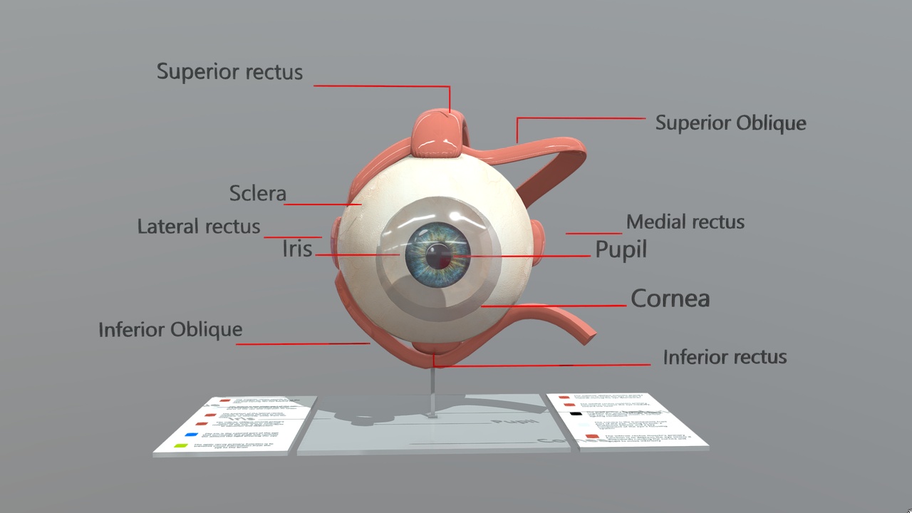 Eye Skeleton Function Eye anatomy and functions | Fab