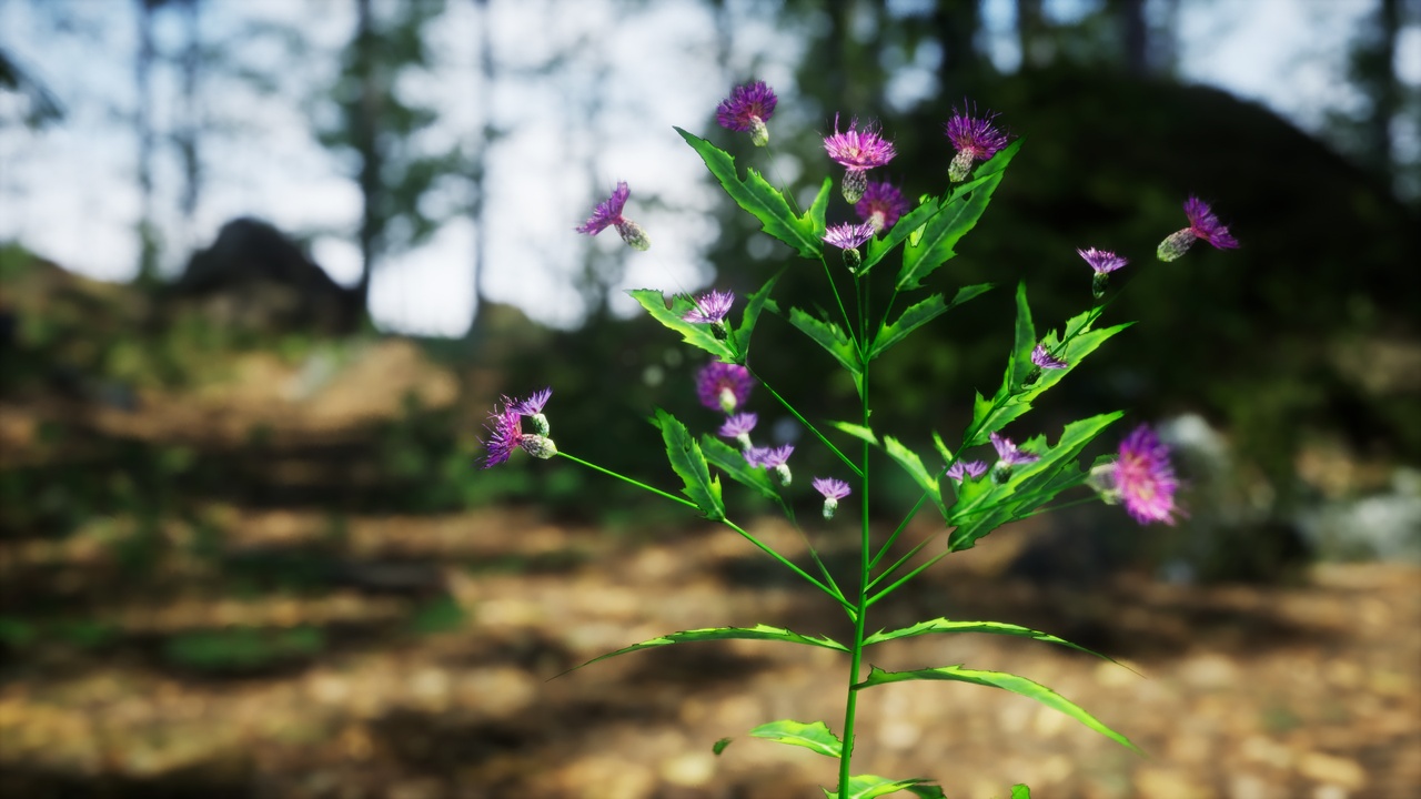 Media 1 for listing Japanese Endemic Species Plant - 4 Cirsium aidzuense Flower