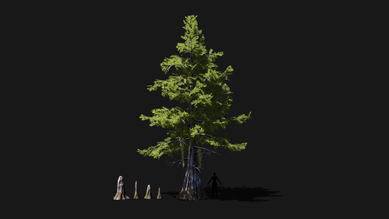 Media 1 for listing Realistic mid poly Bald Cypress Tree
