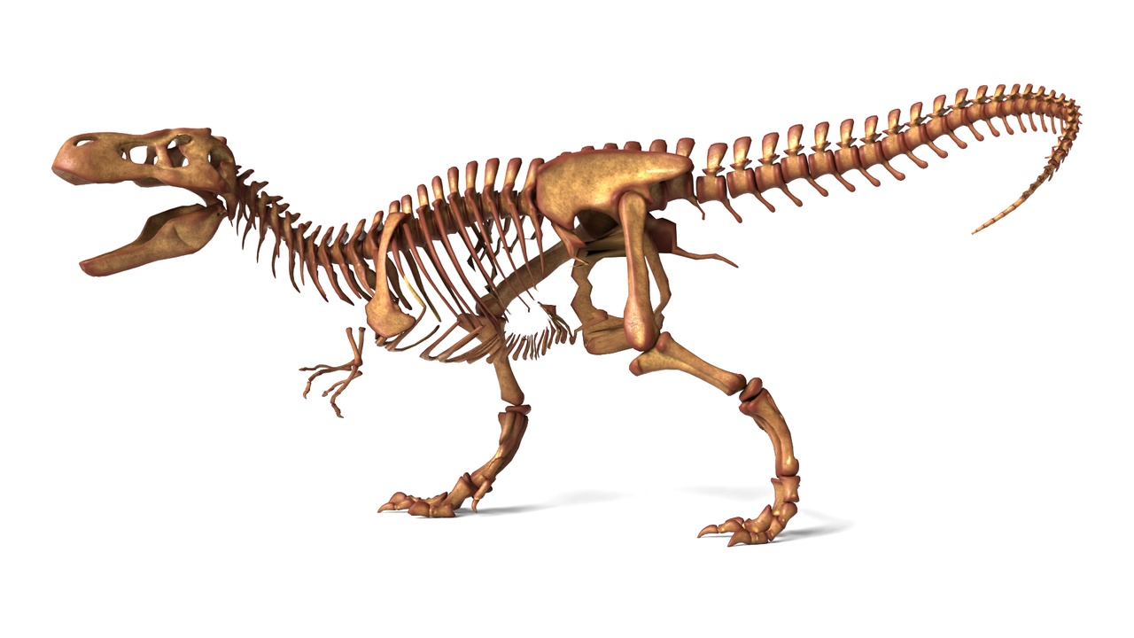 Media 1 for listing Tyrannosaurus Rex Skeleton – Fully Rigged Apex Predator