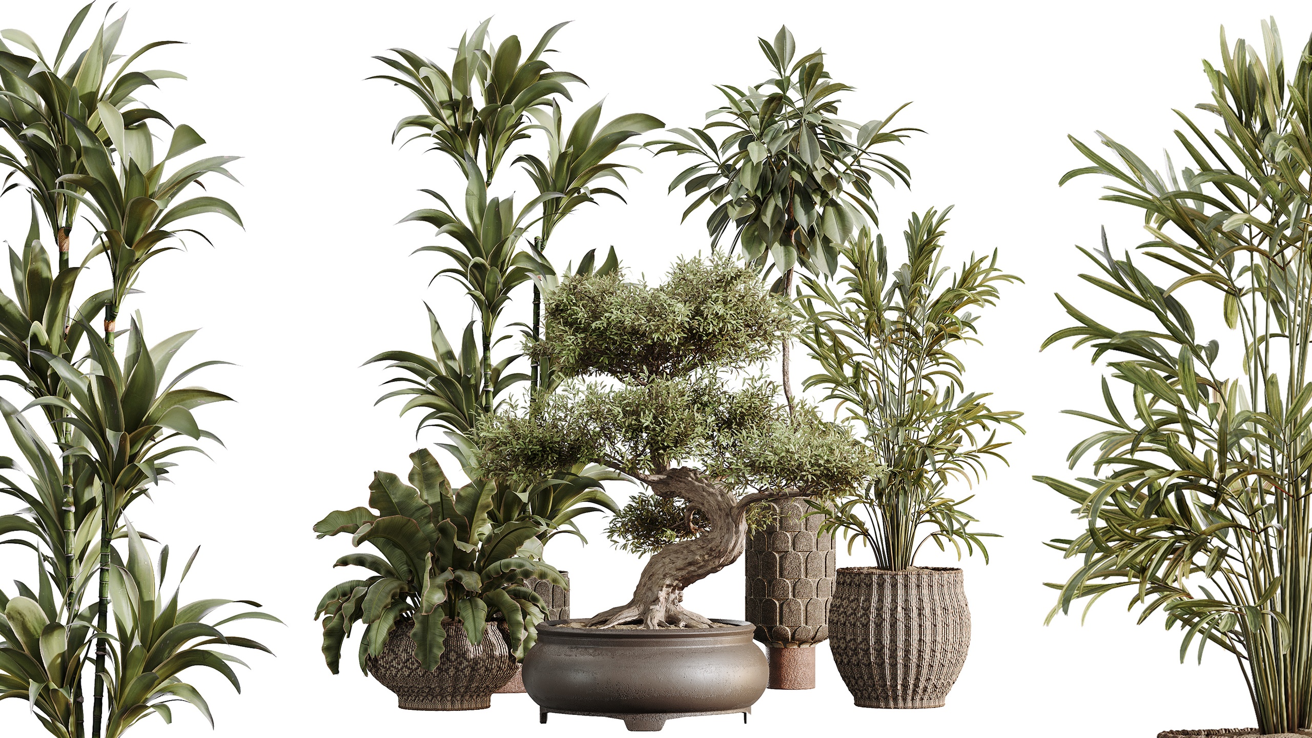 Media 1 for listing AV Indoor Plants Set 474 Palm Olive Banana Ficusrealis