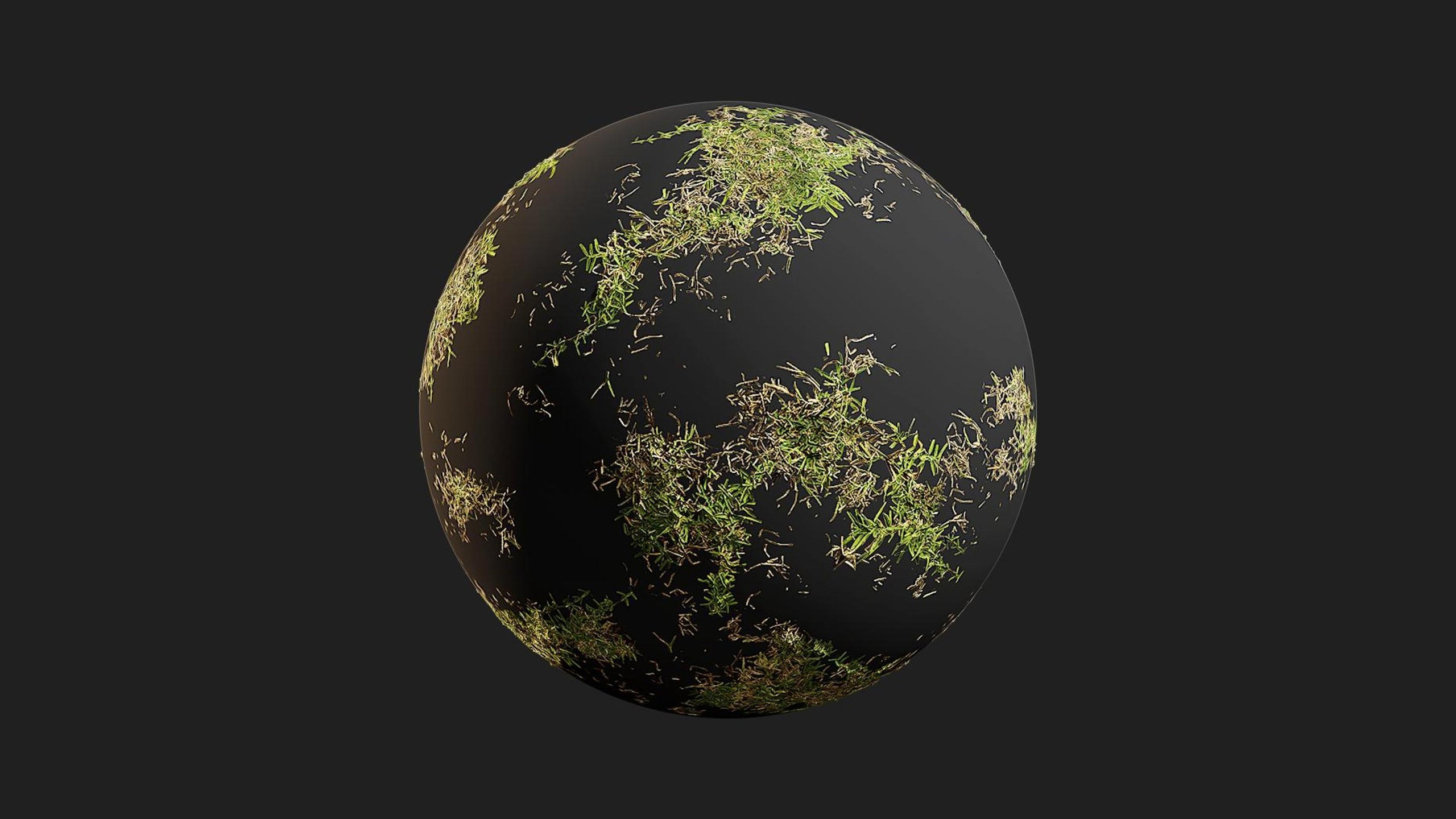 Media 1 for listing Buffalo Grass