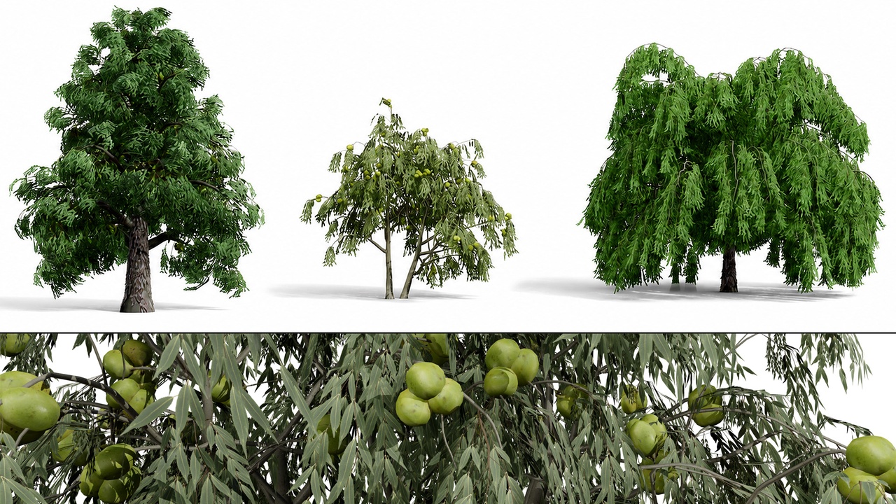 Media 1 for listing North American Common Trees