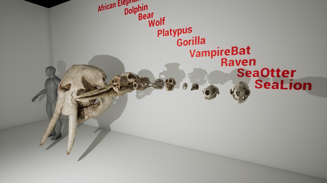Media 1 for listing Animal Skull Pack