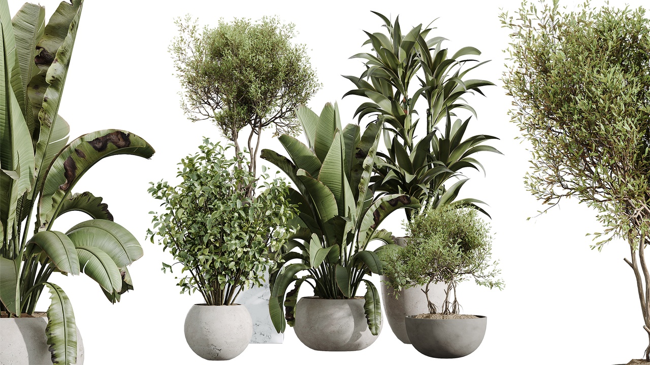 Media 1 for listing AV Indoor Plants Set 613 Olive Eucalyptus Banana Lemon