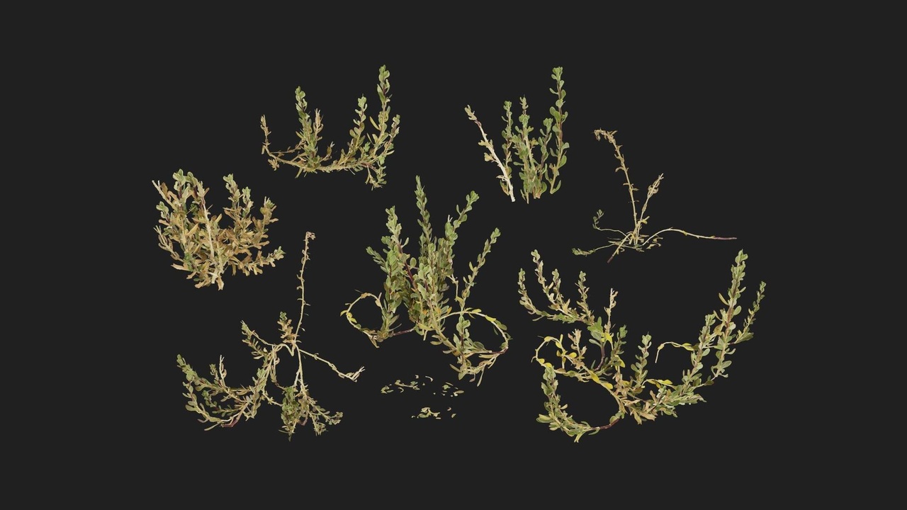 Media 1 for listing Sea Spinach