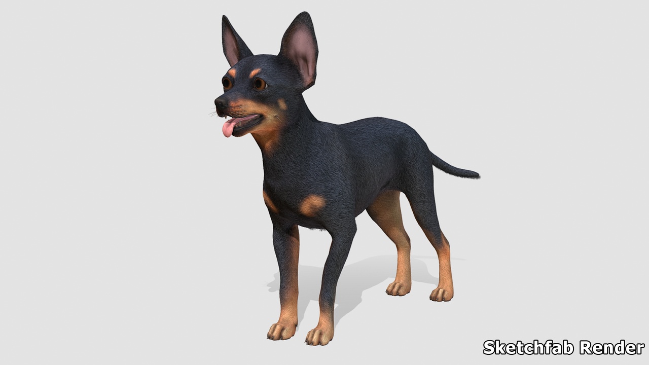 Media 1 for listing Dog - Toy Terrier